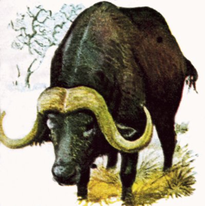 Water Buffalo by English School